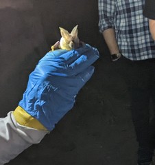 Macrotus californicus