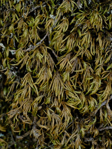 Nogopterium gracile