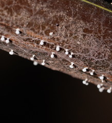 Didymium squamulosum