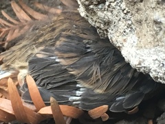 Junco hyemalis