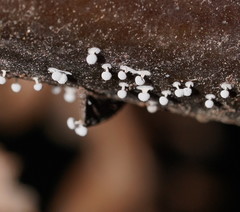 Didymium squamulosum
