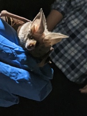 Macrotus californicus