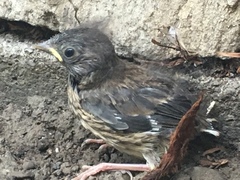 Junco hyemalis
