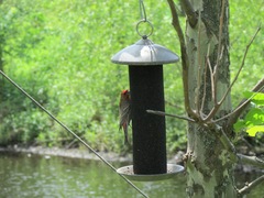 Haemorhous mexicanus