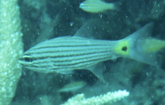 Cheilodipterus artus