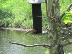 Haemorhous mexicanus