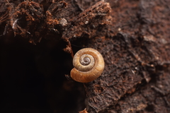 Gadoropa
