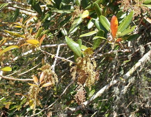 Live oak (Quercus virginiana)