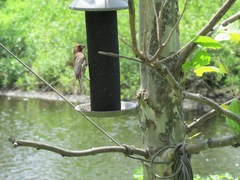 Haemorhous mexicanus