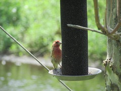 Haemorhous mexicanus