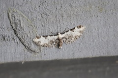 Eupithecia ravocostaliata