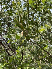 Arctostaphylos manzanita laevigata
