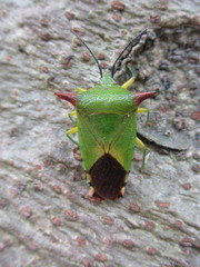 Acanthosoma firmatum