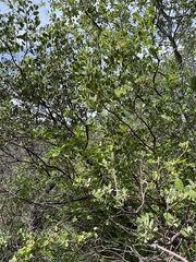 Arctostaphylos manzanita laevigata