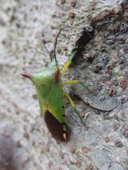 Acanthosoma firmatum
