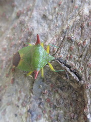 Acanthosoma firmatum