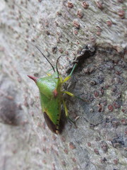 Acanthosoma firmatum