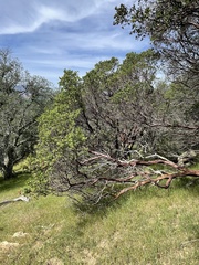 Arctostaphylos manzanita laevigata