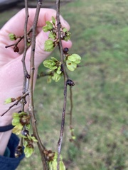 Ulmus