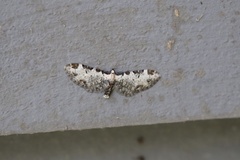 Eupithecia ravocostaliata