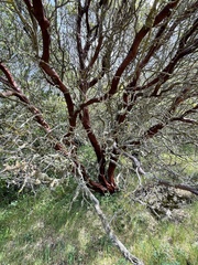 Arctostaphylos manzanita laevigata