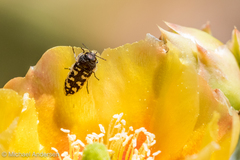 Acmaeodera bowditchi
