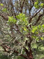 Arctostaphylos manzanita laevigata
