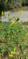 Lupinus luteolus