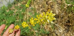 Lupinus luteolus