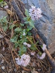 Valeriana arizonica