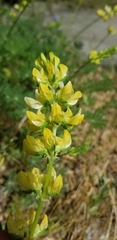 Lupinus luteolus