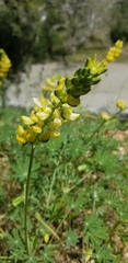 Lupinus luteolus