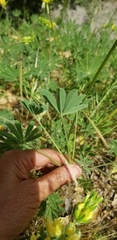 Lupinus luteolus