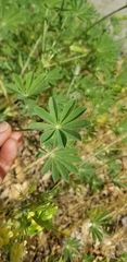 Lupinus luteolus