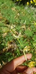 Lupinus luteolus
