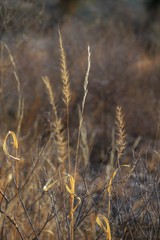 Setaria macrostachya