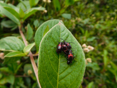 Oncopeltus orourkeae