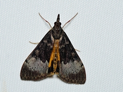 Uresiphita ornithopteralis