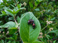 Oncopeltus orourkeae