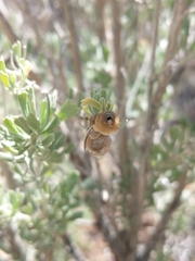Rhopalomyia obovata