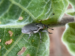 Trichobaris compacta