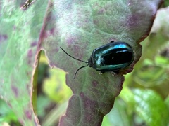 Phaedon brassicae