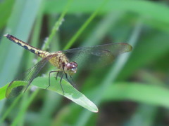 Erythrodiplax fervida