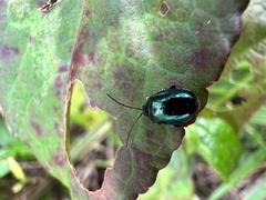 Phaedon brassicae
