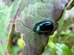 Phaedon brassicae
