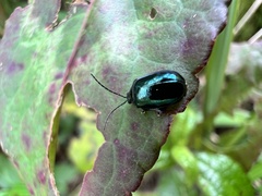 Phaedon brassicae