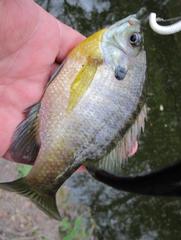 Lepomis macrochirus