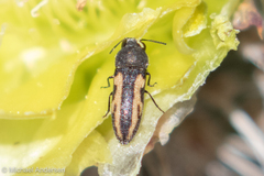 Acmaeodera ligulata