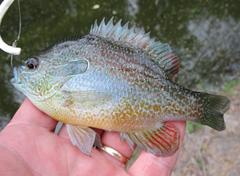 Lepomis aquilensis