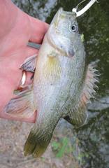 Lepomis cyanellus